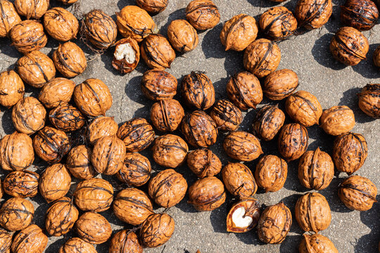 Hang and dry the freshly picked fresh walnuts