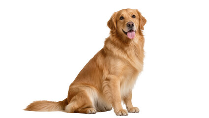 Obraz premium Golden Retriever dog sitting attentively, displaying a happy expression with a slightly open mouth