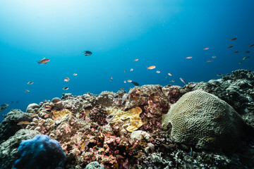 Fototapeta premium Hard Coral Reef Covered With Swarming Tropical Reef Fish