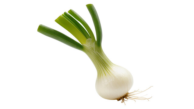 Fresh pale bulbous scallion, displaying vibrant green stalks and delicate rootlets