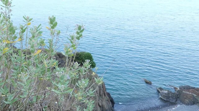 Coastal Giant Milkweed Plants Growing on Rocky Cliff Overlooking Blue Sea Water