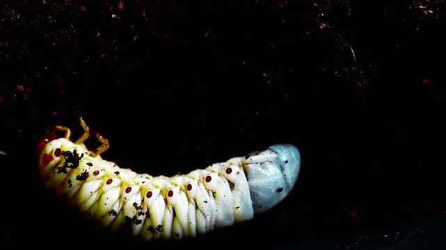 Beetle worm featuring small invertebrates in their natural habitat, highlighting their movement, feeding behavior, and role in the ecosystem.