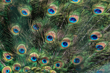 Obraz premium Peacock feathers pattern colorful background texture exotic bird plumage detail