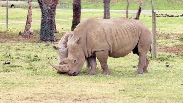 African rhino animal behavior showcasing a powerful rhinoceros in its natural habitat displaying grazing movement territorial awareness and natural wildlife interaction. 