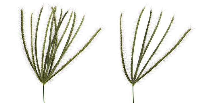 wheat ears isolated on white background/High-quality isolated finger grass flower on white background, sharp macro detail for botanical design.