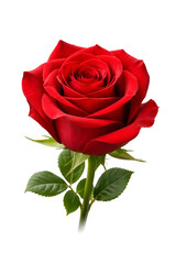 Naklejka premium Red Rose Flower Isolated on White Background, Fresh Bloom with Green Leaves Romantic Floral Concept