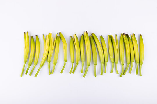 Fresh yellow lotus leaves on a white background