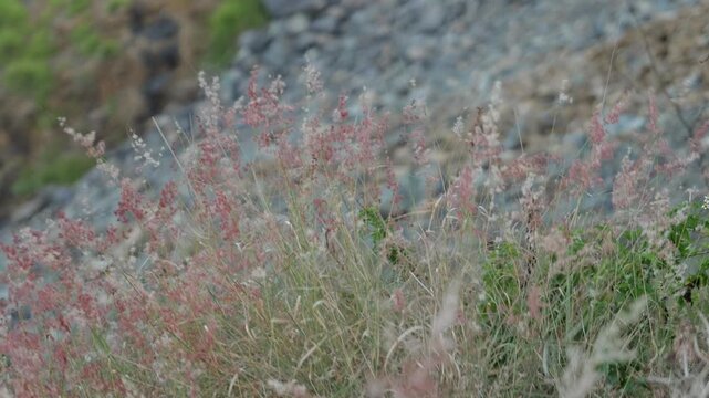 Pink Ruby Grass Melinis Repens Blooming in Rocky Arid Landscape Invasive Species