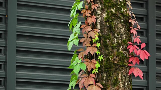 Colorful autumn vine with red and green leaves on a mossy tree trunk against a modern gray wall.