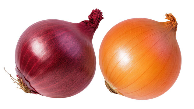 Pair of fresh red and yellow onions, showcasing layered textures and root ends