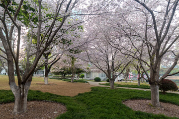 Obraz premium Cherry blossoms are in full bloom at Xibei Lake Park in Wuhan, Hubei, China.