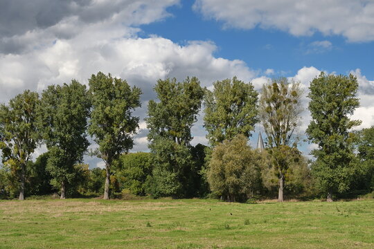 mistletoe resp.Viscum album on poplar tree,Himmelgeister Rheinbogen Nature Reserve,Rhine River Floodplain,Dusseldorf-Himmelgeist,Germany