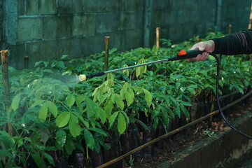Obraz premium Farmer spraying fungicide on young rubber tree seedlings in a nursery, protecting plants from disease and ensuring healthy growth using a handheld sprayer in an agricultural setting.