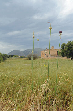 Ail noir (Allium nigra) &agrave; Apt&eacute;ra &agrave; Souda pr&egrave;s de La Can&eacute;e en Cr&egrave;te