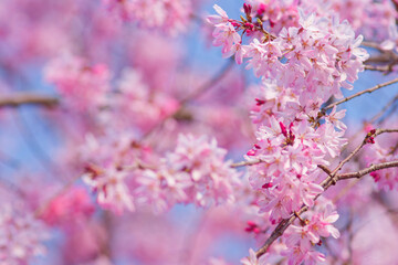 Fototapeta premium Pink Weeping Cherry Blossoms Standing Out Against a Clear Blue Sky with Ample Copy Space in Spring, Japan