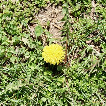 A close view on the yellow dandelion in the grass.