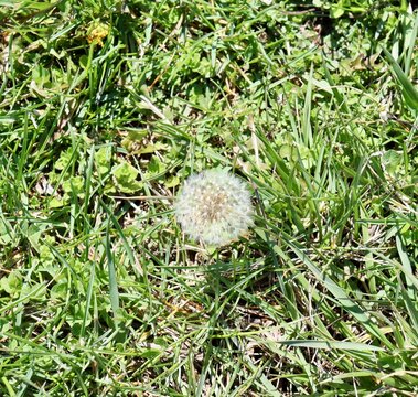 A close view on the white blow ball in the grass.