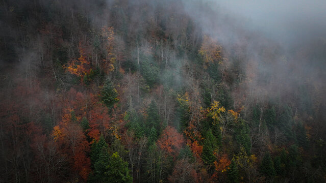 Aerial view of autumnal trees rising through the misty veil, a symphony of reds, greens, and golds painted across the landscape, Route du Creux du Cerf, Gex, Auvergne-Rhone-Alpes, France.