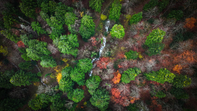 Aerial view of a vibrant tapestry of evergreen and autumnal trees intersected by a narrow stream along Route du Creux du Cerf, Gex, Auvergne-Rhone-Alpes, France.