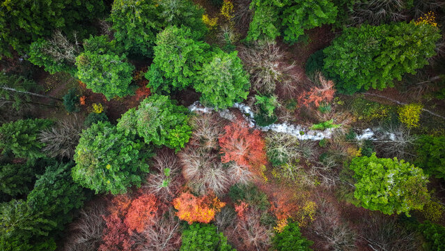 Aerial view of a vibrant tapestry of autumn foliage, where emerald greens meet fiery reds and oranges along Route du Creux du Cerf, Gex, Auvergne-Rhone-Alpes, France.