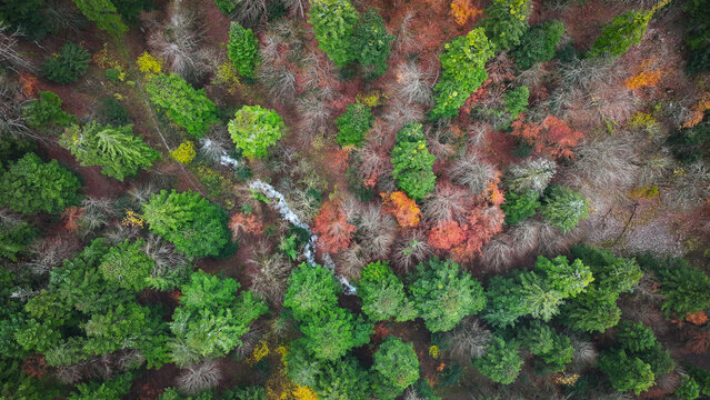 Aerial view of a vibrant tapestry of green, orange, and brown trees interwoven with a silver stream, Gex, Auvergne-Rhone-Alpes, France.