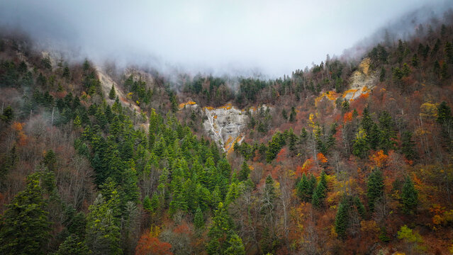 Aerial view of autumn's embrace, where verdant forests meet misty mountain slopes, a symphony of colors under a sky veiled in soft, ethereal clouds, Gex, Auvergne-Rhone-Alpes, France.