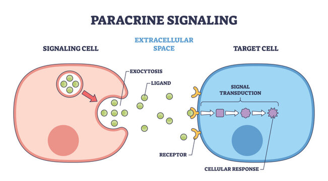Paracrine signaling shown, a signaling cell releases ligands to a nearby target cell, receptors launch transduction and response. Key objects, ligands, receptors, target cell. Outline diagram
