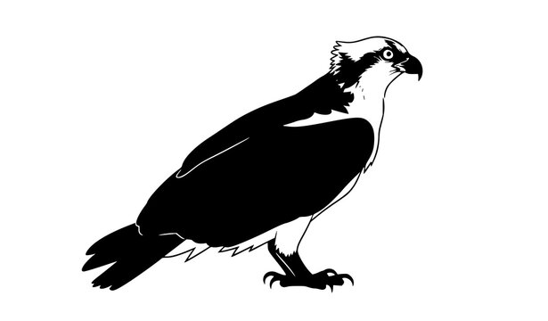 Osprey bird silhouette perched side view isolated on white background raptor wildlife vector illustration