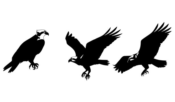 Osprey silhouettes set with perched diving and gliding poses isolated on white background raptor vector collection