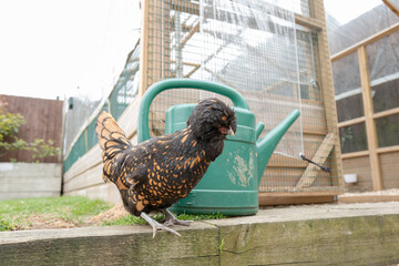 Inquisitive bantam hen seen outside her large chicken house in a domestic garden. About to jump down to a patio area. © Nick Beer