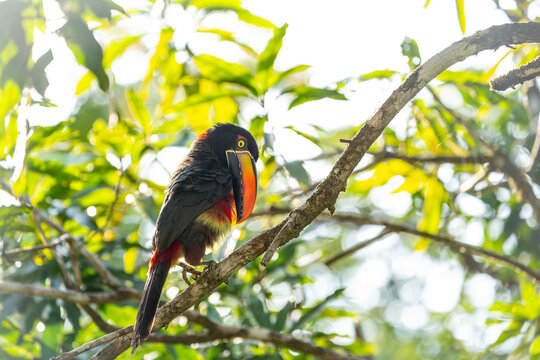 Fiery billed aracari preening on branch, close view, beak transilluminated revealing veins, Osa Peninsula, Puntarenas, Costa Rica.