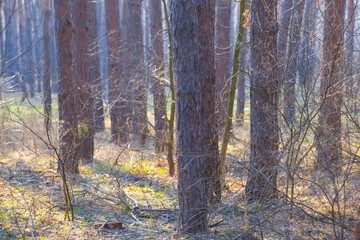 closeup forest glade at the bright spring day © Yuriy Kulik
