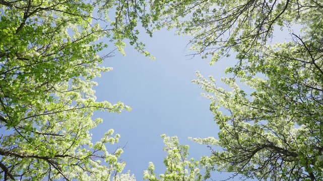 Green tree branches frame bright blue sky. Fresh spring leaves glow under sun. Natural upward view evokes calmness and renewal. Perfect for nature, travel, or wellness projects