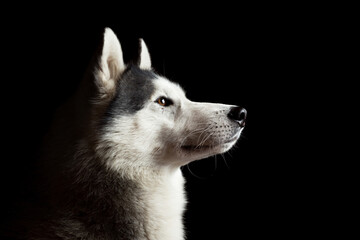 cute siberian husky dog head profile portrait in a studio on a black background © Oszkár Dániel Gáti