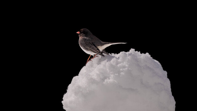 Junco on the snow