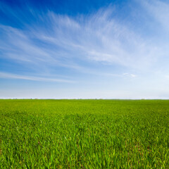 Obraz premium green spring rural field under a blue cloudy sky