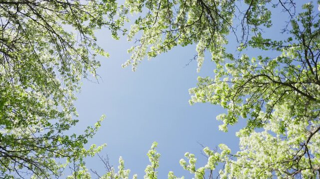 Bright blue sky framed by green, blooming tree branches. Fresh spring leaves gently sway in sunlight. Peaceful, serene atmosphere evokes calmness and renewal. Perfect for nature, travel