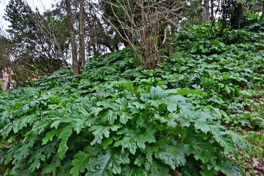 Roma, aiuola di acanto nel parco di villa torlonia, italia, 