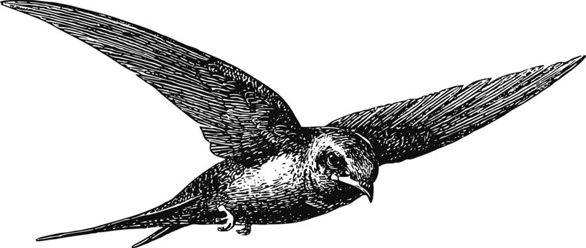 Black and white illustration of a swift bird in flight with detailed wing feathers and streamlined body