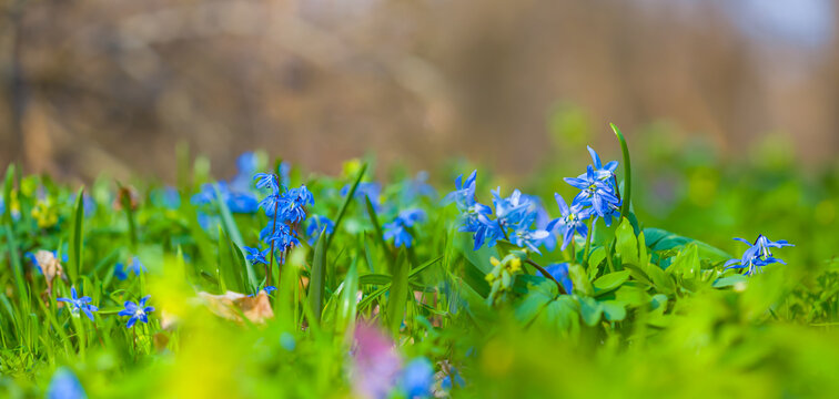 closeup heap of blue snowdrop flowers on the forest glade, spring natural outdoor background