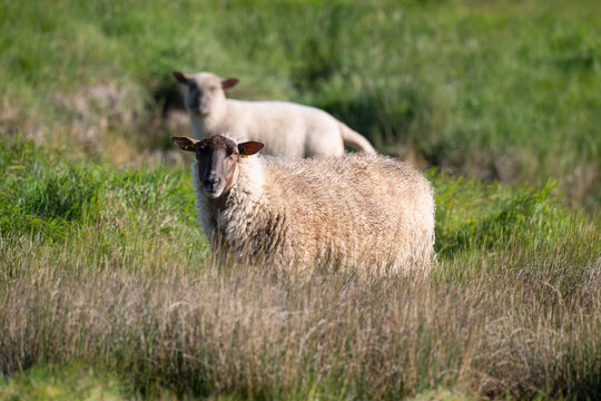 Mouton Belle Ile, agneau