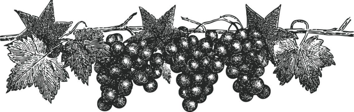 vintage grapevine illustration with clusters of grapes and detailed leaves in black and white