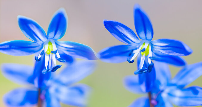 closeup blue snowdrop flower in the forest, beautiful spring flower background