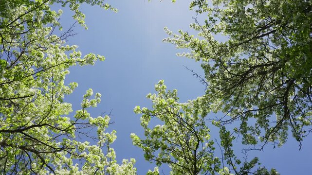 Bright blue sky framed by lush green trees. Fresh spring leaves glow under sunlight. Peaceful nature shot for serene backgrounds or branding. Ideal for wellness, travel, or environmental themes