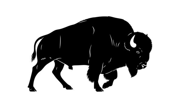 Walking bison silhouette powerful wild buffalo in motion isolated on white background dynamic vector design