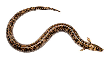 Naklejka premium Brown spotted eel isolated on transparent background with curled body