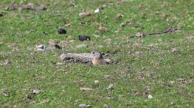 two european ground squirrels (spermophilus citellus) in a grassy field; one alertly watches from its burrow entrance while a second squirrel dashes quickly across the frame in the foreground.