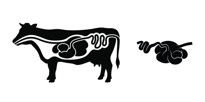 Cow Digestive System Anatomy Vector 