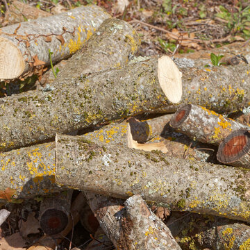 B&ucirc;ches d'arbre sci&eacute;