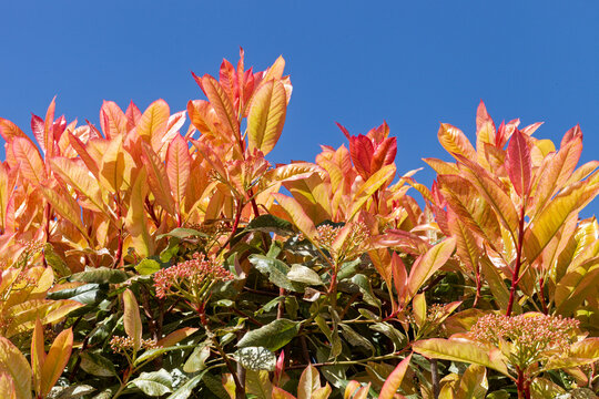 Feuillage de photinia sur un fond de ciel bleu